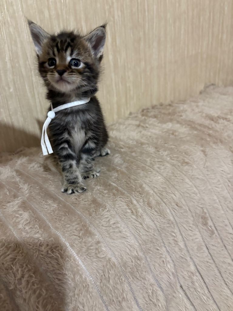 Maine Coon Kittens — Fluffy, Friendly, Ready Soon