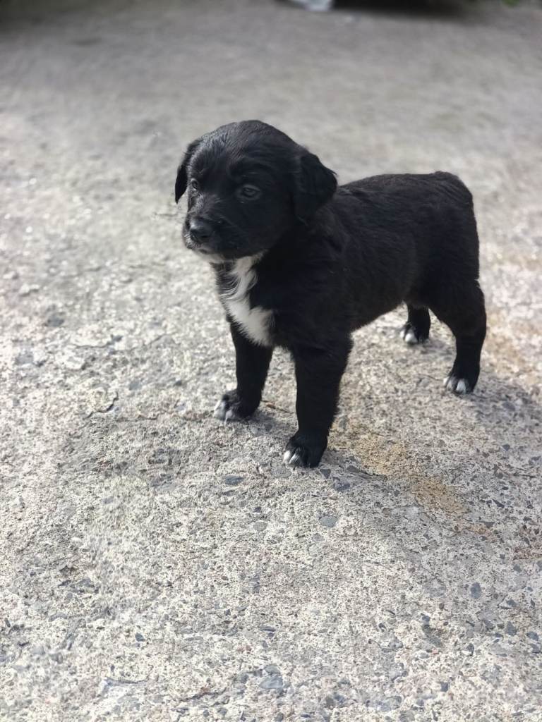 Golden Retriever/Border Collie Pups