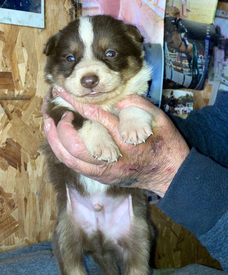 Border collie puppies 