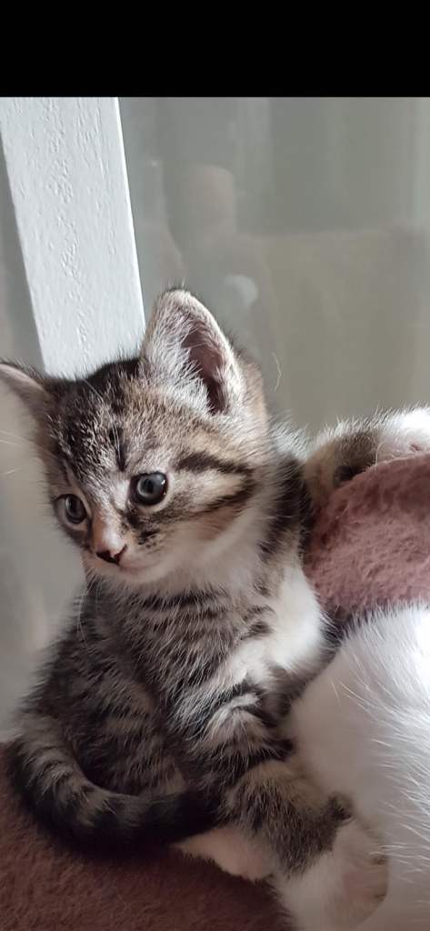 Kittens For Sale 