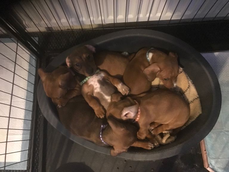 3 beautiful puppies for sale 