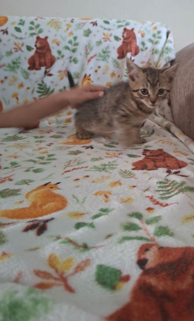 Kittens 