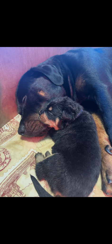 Rottweiler pups for sale east belfast