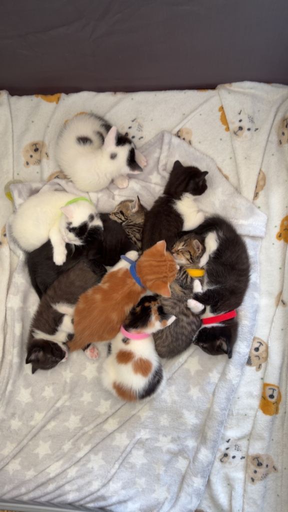 Kittens 