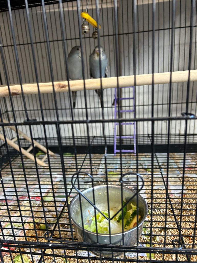Budgies and cage 