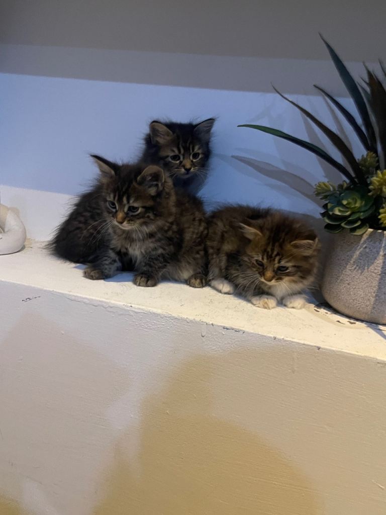 Maine coon kittens for sale