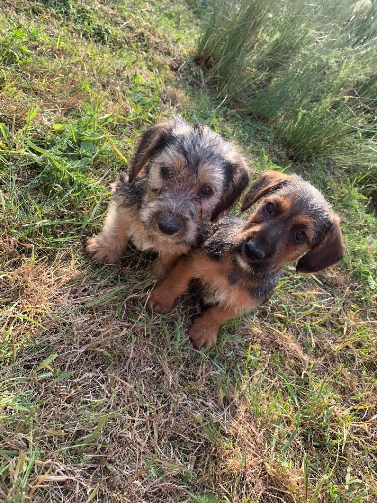 Chorkie puppies 
