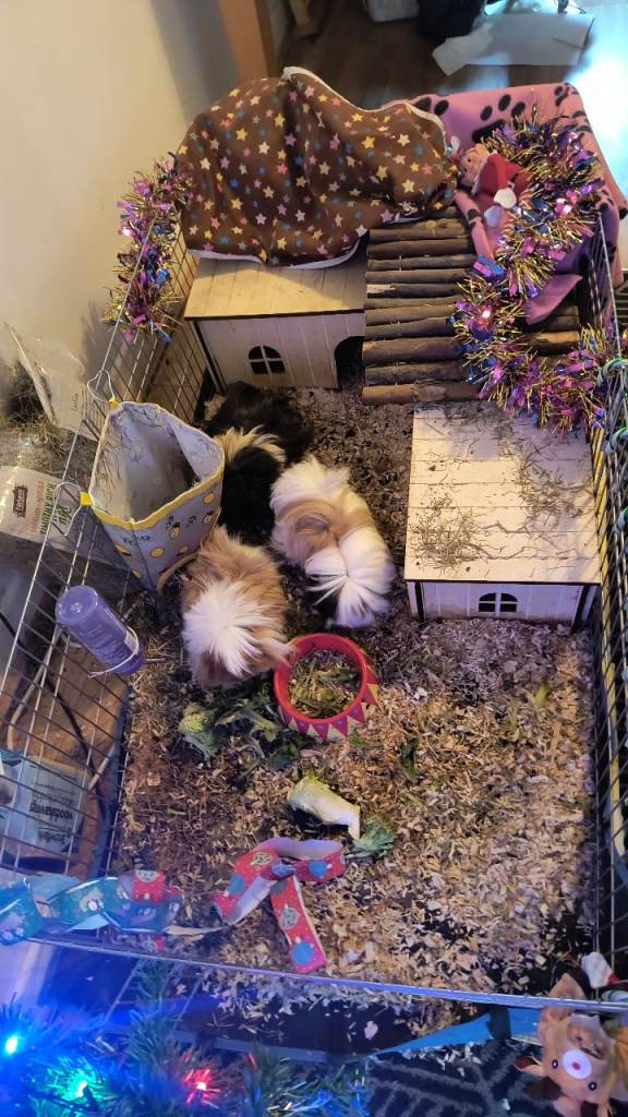 image for 3 Guinea Pigs
