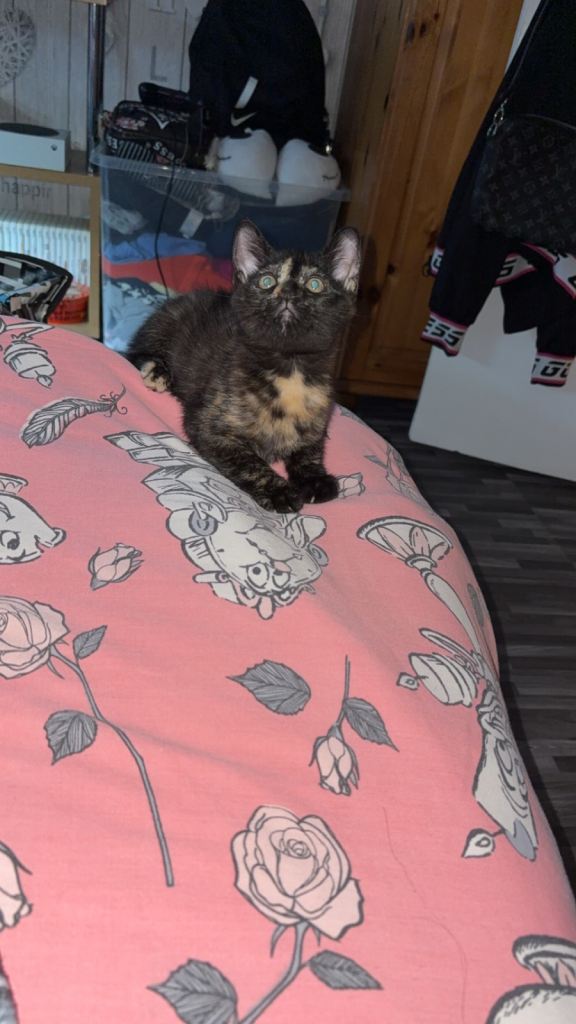 Kitten 