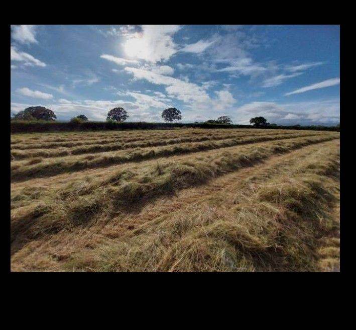 Small Bale Meadow Hay 2026