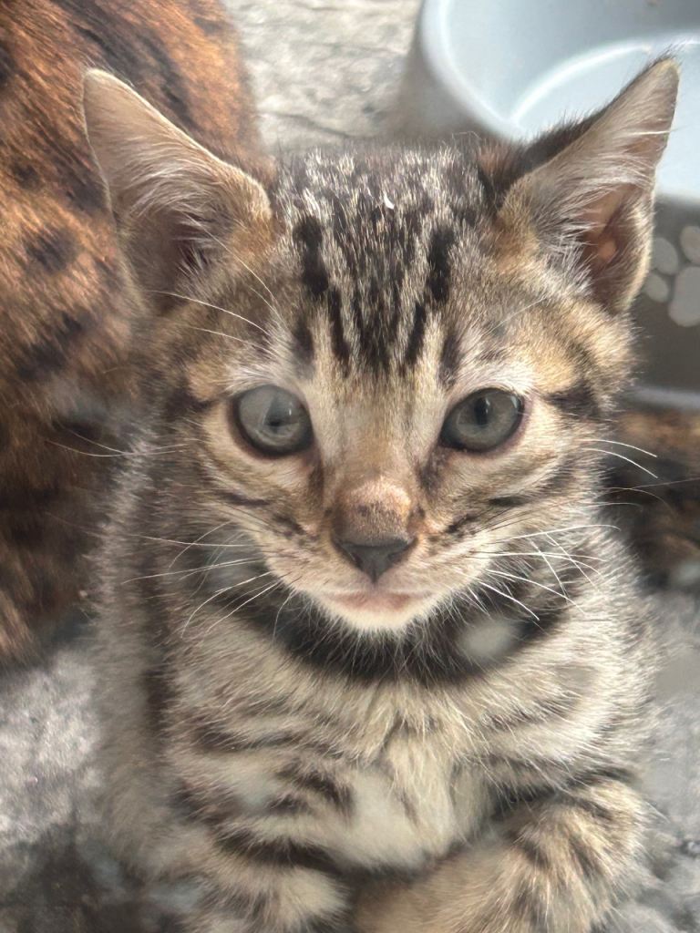 Bengal kitten (pure)