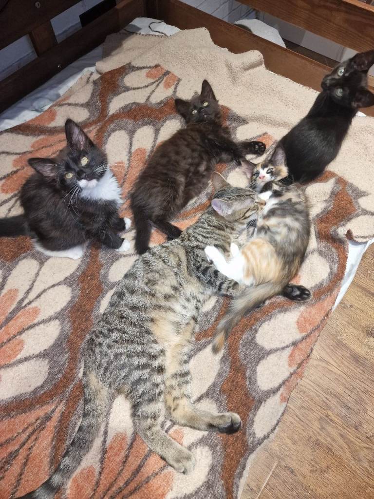 Five kittens for sale 