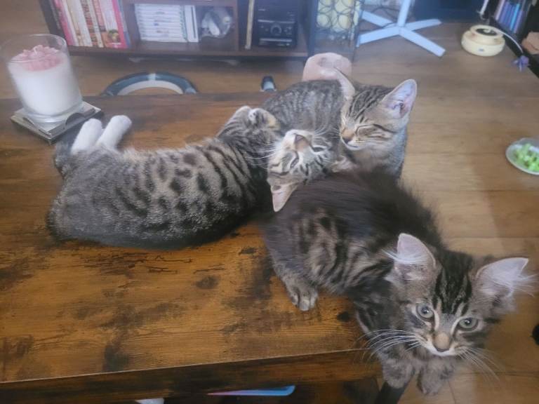 Gorgeous playful 3-month old kittens - 2 boys, 1 girl