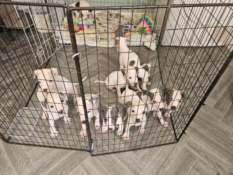 Whippet staffys for sale 