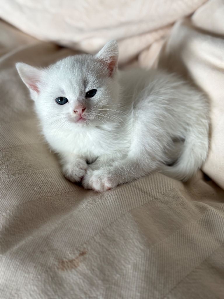 Pure White Girl Kitten 8 weeks 