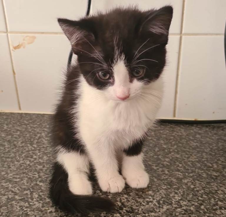 Kittens for sale 
