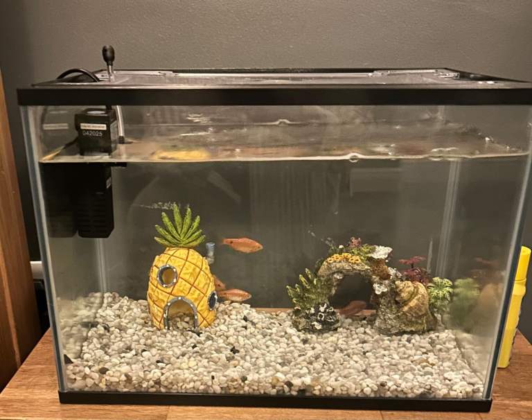 Fish Tank with Fish, Tank Decorations and Fish Food