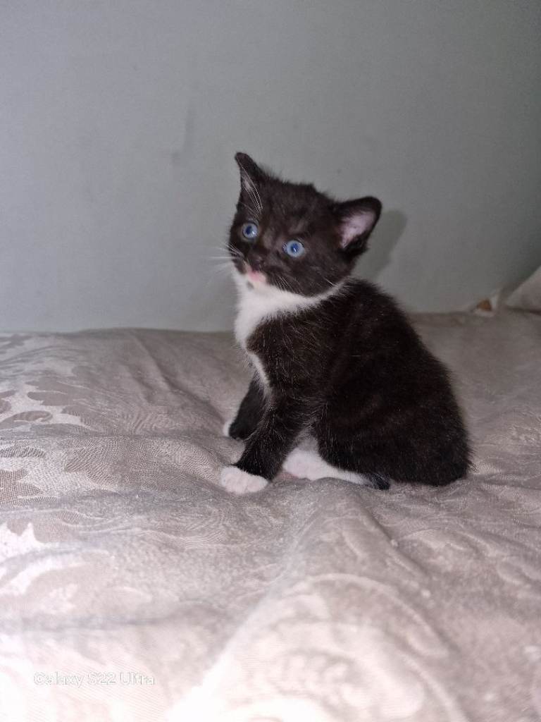 🐱 1 Beautiful Kitten left – Ready 12th July