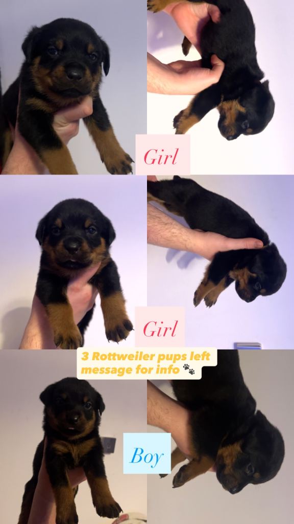 3 Rottweiler puppies left out of a litter of 9 