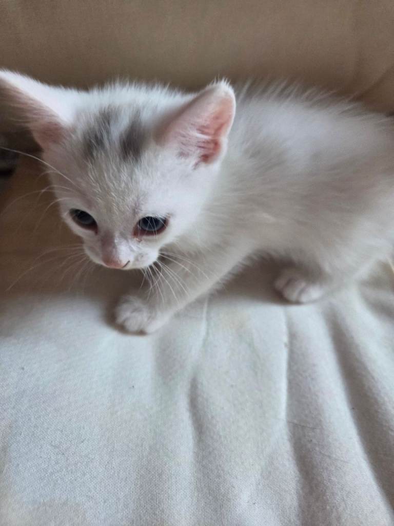 Snow bengal cross turkish angora kittens. 