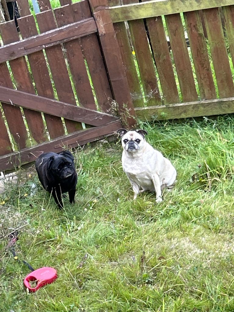 Two Adorable Pugs Looking for a New Home