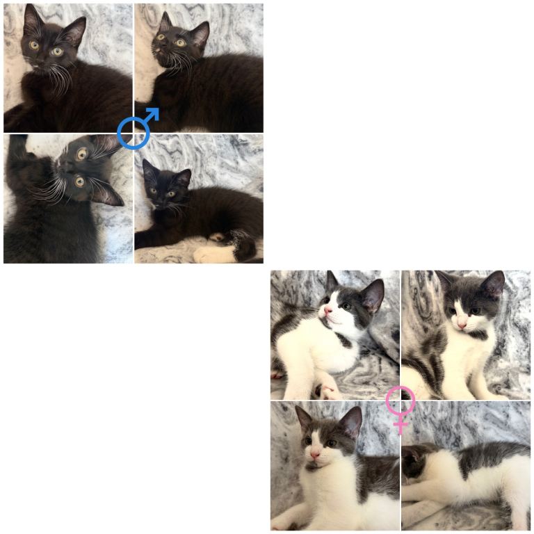 2 Kittens For Sale!