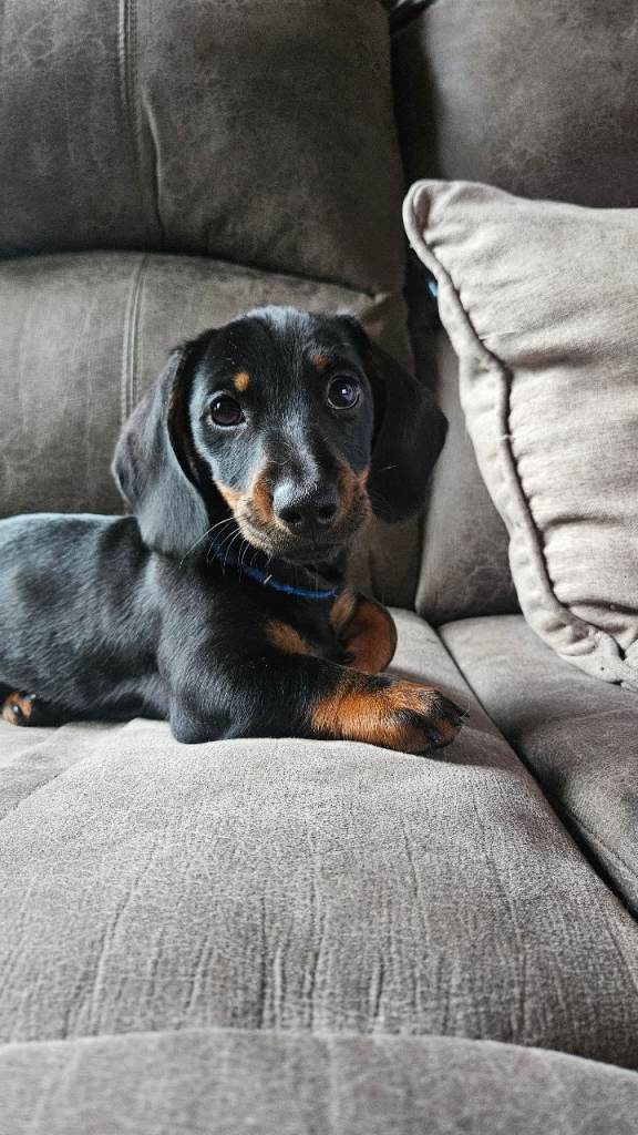 Miniature dachshund Male ready to go