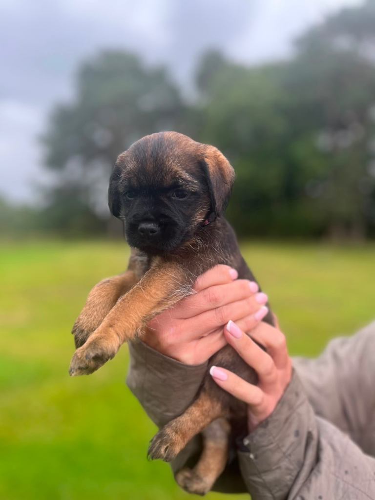 Stunning Border Terrier puppy (bitch) 
