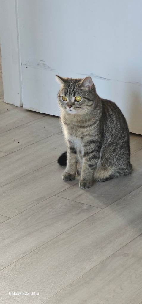 British  shorthair tabby 