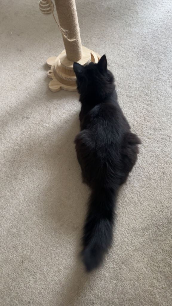 Beautiful Black Kitten for Sale 🐈‍⬛