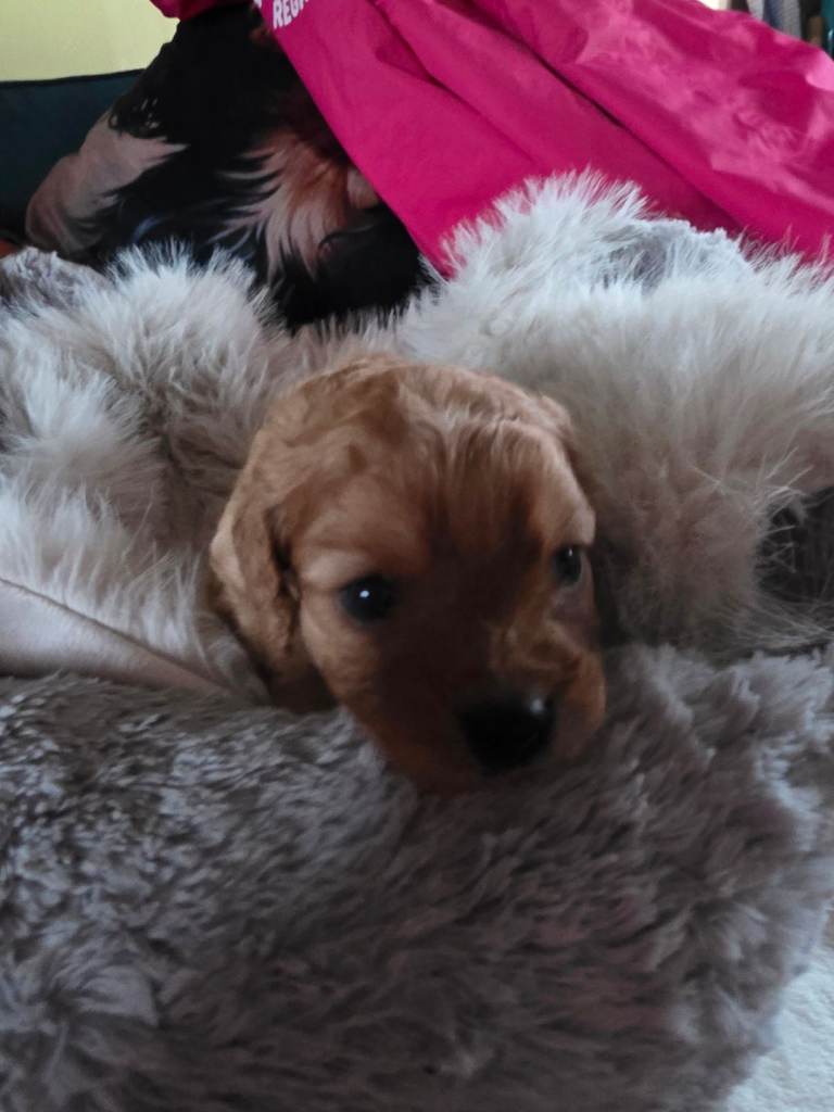 Cavapoo puppies