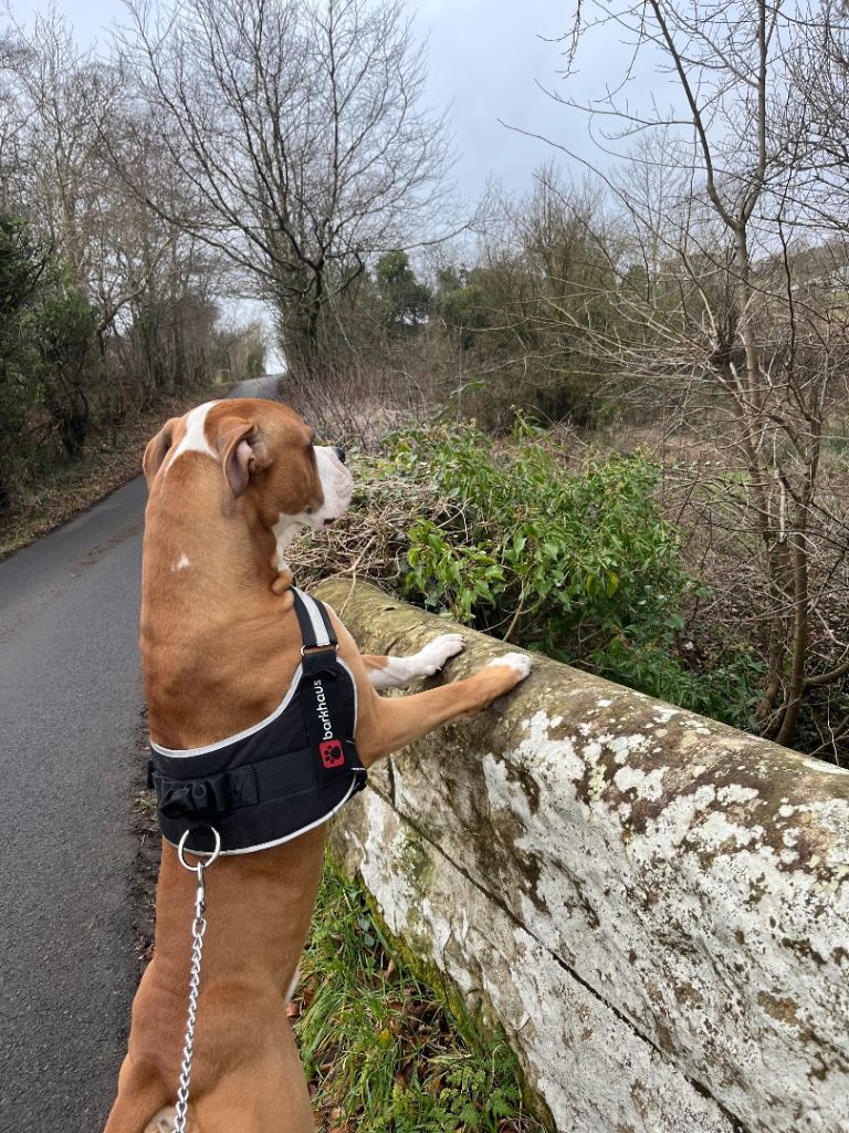 American bulldog (Simba)