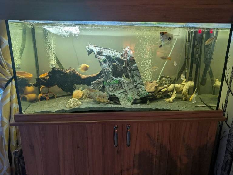 Tropical Fish 