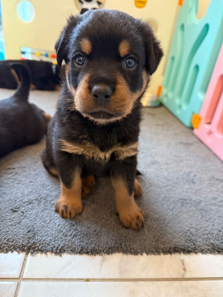 Chunky Rottweiler puppies 
