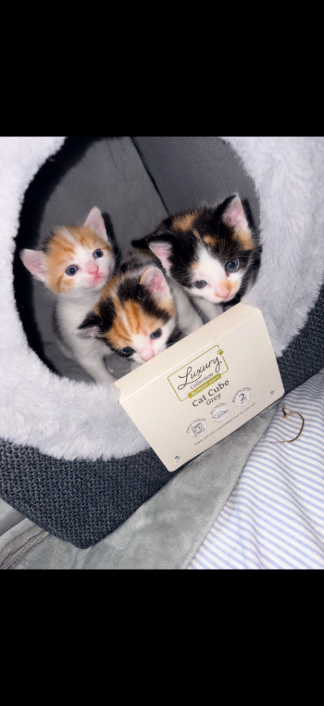 Three female kittens READY NOW