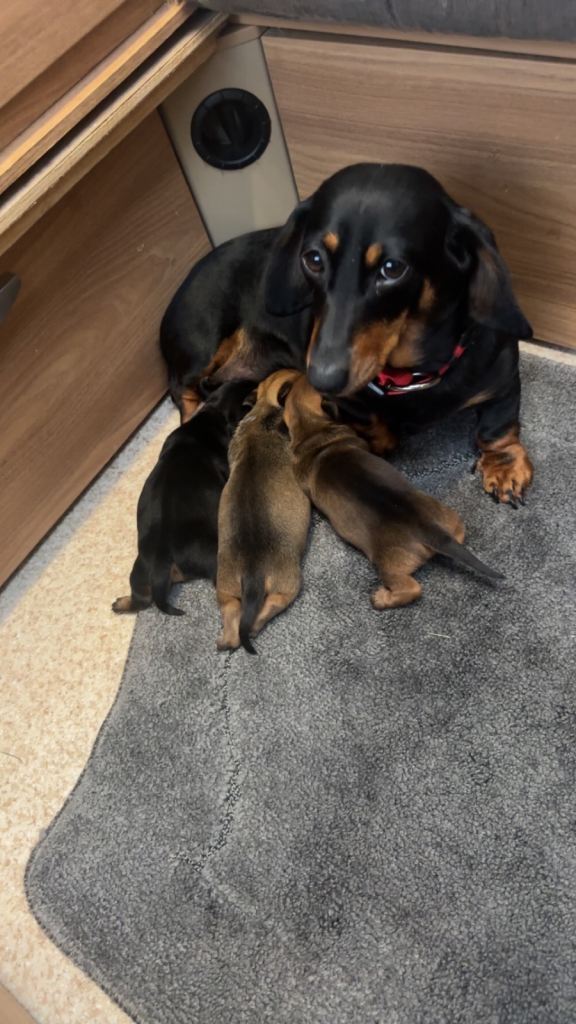 Miniature dachshund puppies 