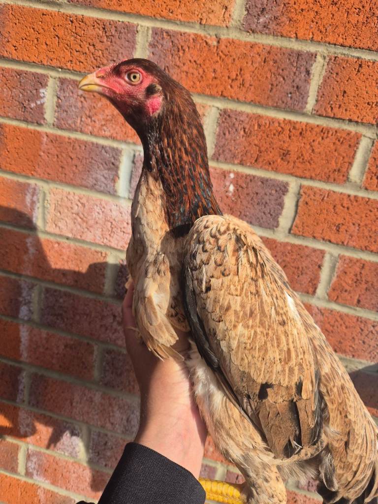 2 ganoi x aseel pullets, 2 hint brazil pullets