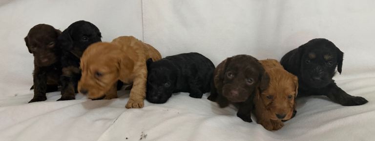 Cockapoo f1 puppies