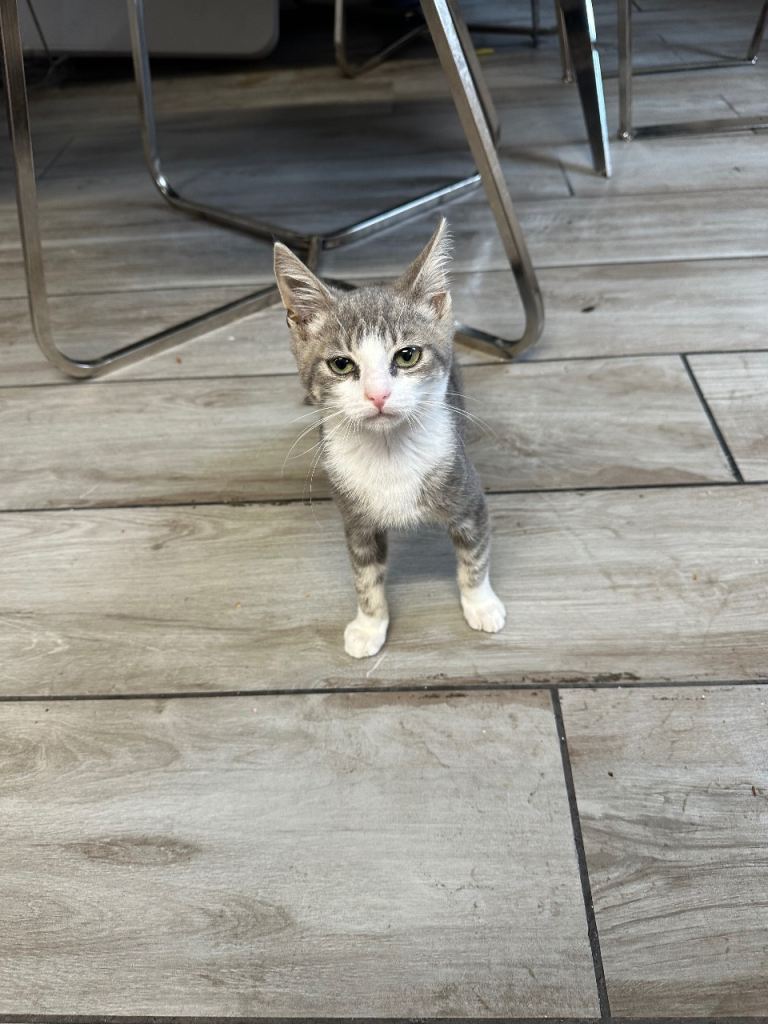 🐾 Gorgeous Full Brother Cats – Grey & White – 4 & 10 Months – Birmingham