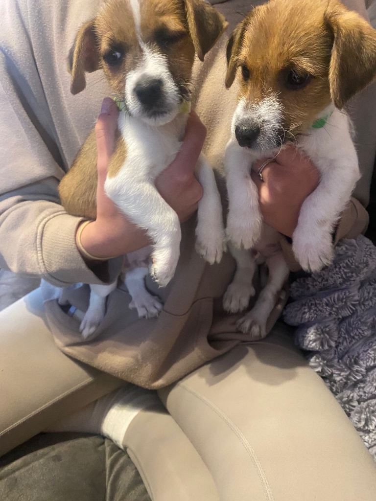 Jack Russel puppies 