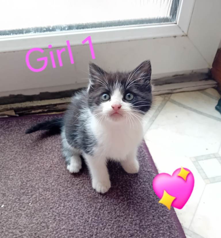 Kittens