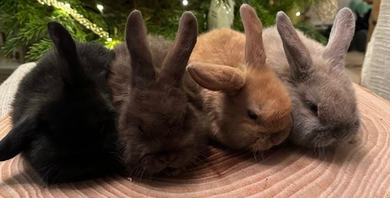 Baby mini lops Halosowen, West Midlands 