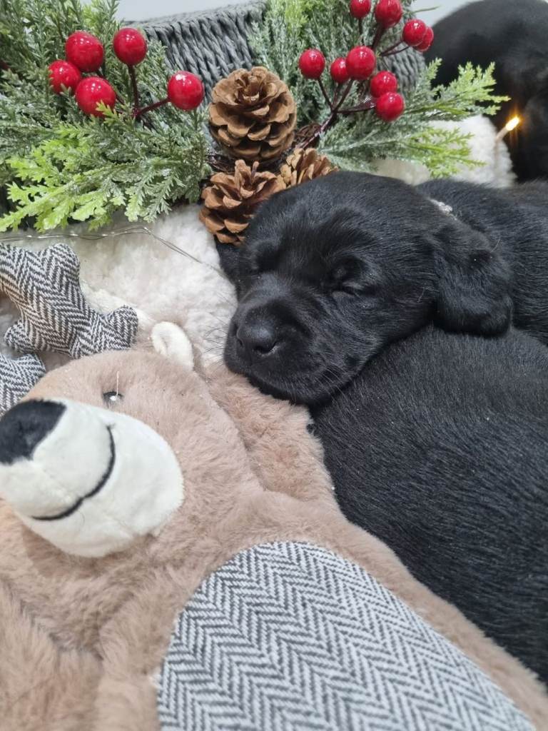 Black labrador puppies ready now 🐶