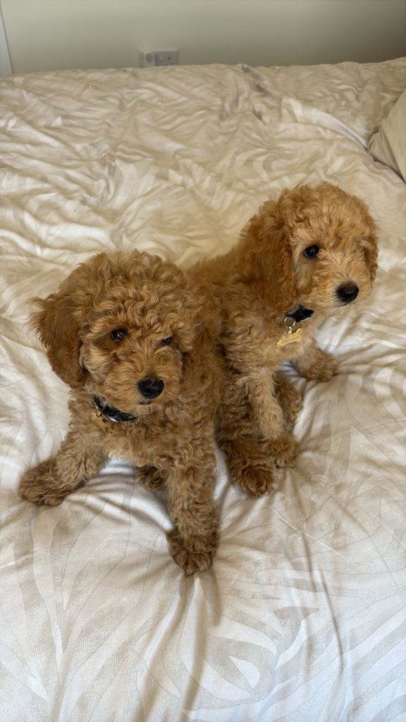 X2 10 week old miniature poodles