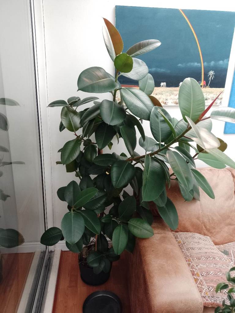 Large Ficus plant