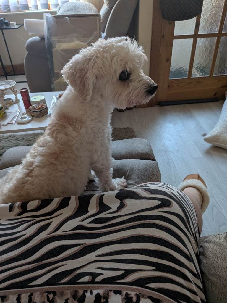 4 year old boy Bichon cross