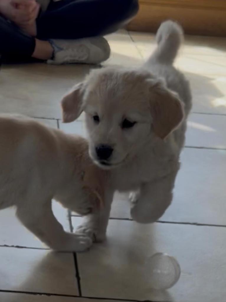 Pedigree retriver/Labradoor cross