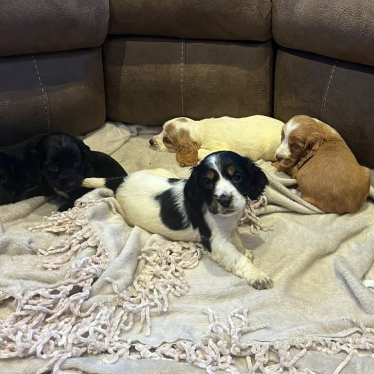 Rome and show case spaniels 