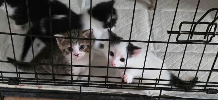 Kittens for sale