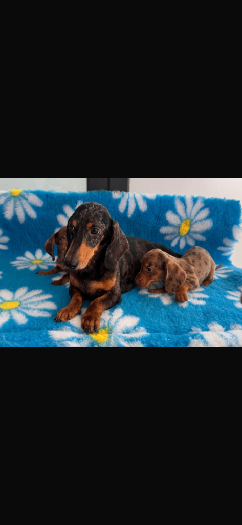 Dachshund Puppies